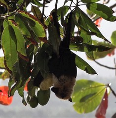 Pteropus seychellensis comorensis