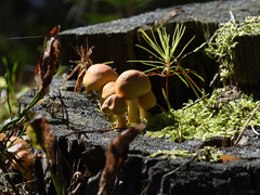 Fungi