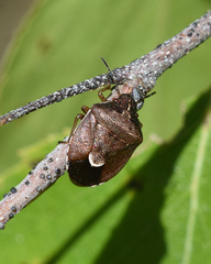 Rubiconia intermedia