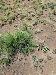 Brachystelma barberae