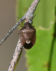 Rubiconia intermedia