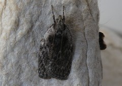 Phaeosaces compsotypa