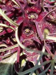 Brachystelma barberae