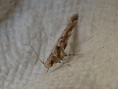 Pyroderces aellotricha