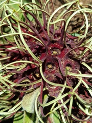 Brachystelma barberae