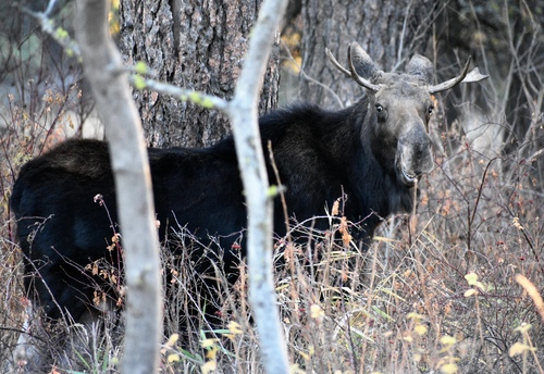 Moose photographed in Washington