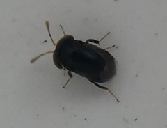 Scutellista caerulea