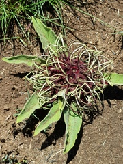 Brachystelma barberae