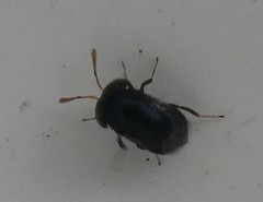 Scutellista caerulea