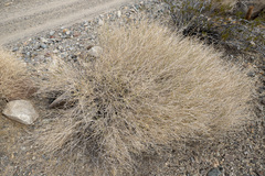 Bebbia juncea aspera