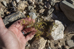 Pectis papposa papposa