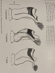 Thelymitra improcera