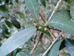 Ilex discolor tolucana