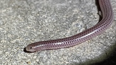 Leptotyphlops scutifrons