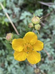 Geum magellanicum