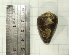 Conus coronatus