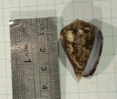 Conus coronatus
