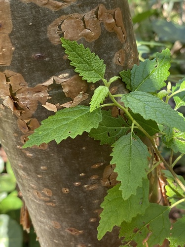 Varronia globosa image