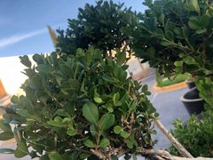 Buxus