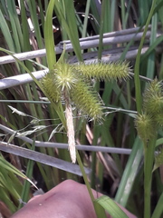 Carex polysticha