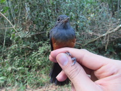 Thamnomanes schistogynus