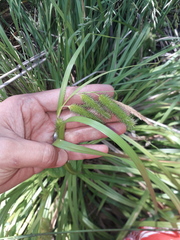 Carex polysticha