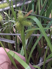 Carex polysticha
