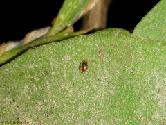 Scymnobius galapagoensis