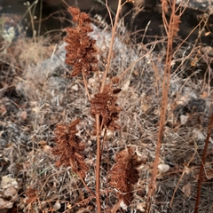 Glycyrrhiza lepidota