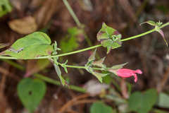 Salvia holwayi image