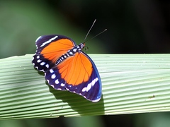 Euphaedra eleus eleus