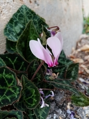 Cyclamen graecum graecum
