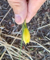 Zephyranthes filifolia