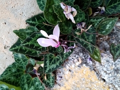 Cyclamen graecum graecum