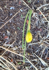 Zephyranthes filifolia