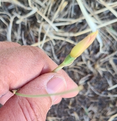 Zephyranthes filifolia