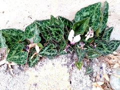 Cyclamen graecum graecum
