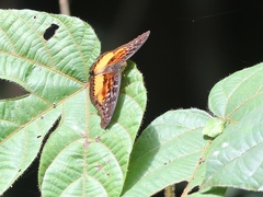 Euryphura togoensis