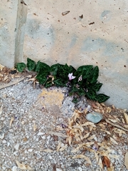 Cyclamen graecum graecum