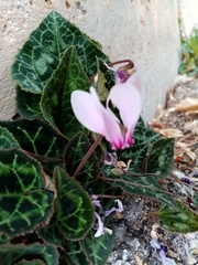 Cyclamen graecum graecum