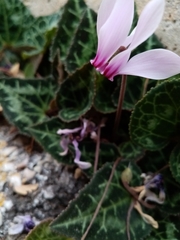 Cyclamen graecum graecum