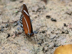 Euphaedra eleus eleus