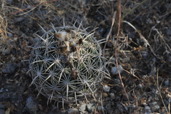 Coryphantha retusa