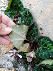 Cyclamen graecum graecum