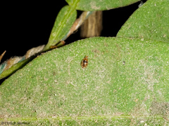 Scymnobius galapagoensis