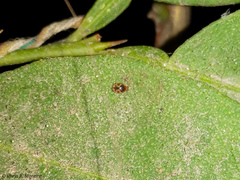 Scymnobius galapagoensis