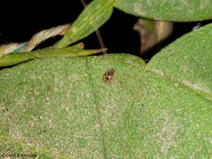 Scymnobius galapagoensis