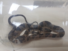 Leptodeira rhombifera