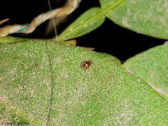 Scymnobius galapagoensis