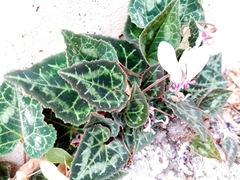 Cyclamen graecum graecum